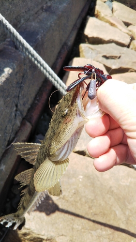 マゴチの釣果