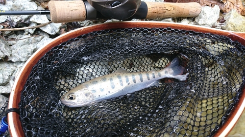 アマゴの釣果