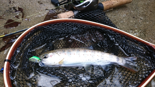 アマゴの釣果