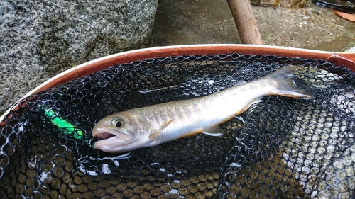 イワナの釣果