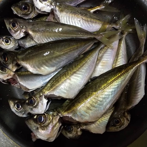 アジの釣果