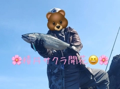 サクラマスの釣果