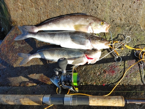 ホッケの釣果