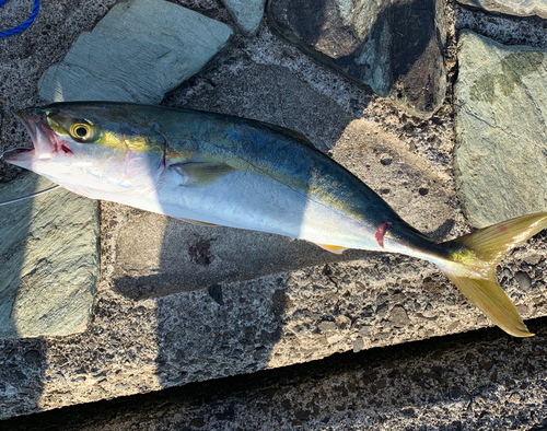 ツバスの釣果