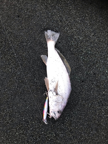 イシモチの釣果