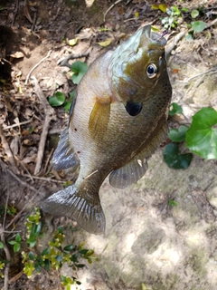 ブルーギルの釣果