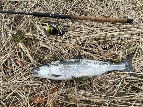 サクラマスの釣果