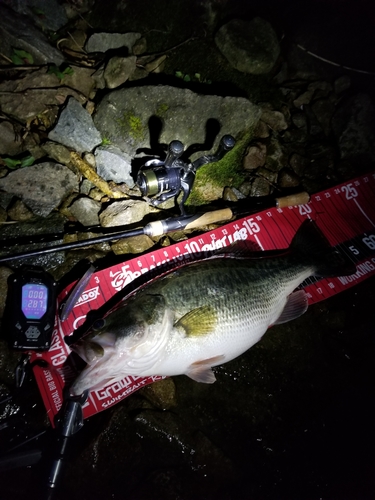 ブラックバスの釣果