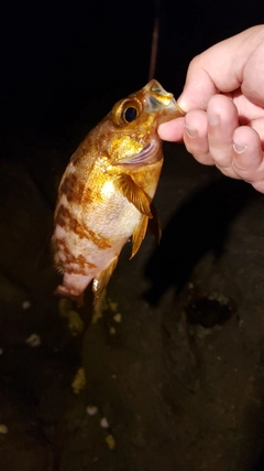 メバルの釣果