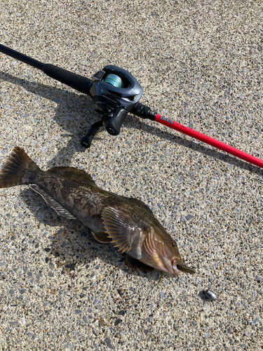 アイナメの釣果