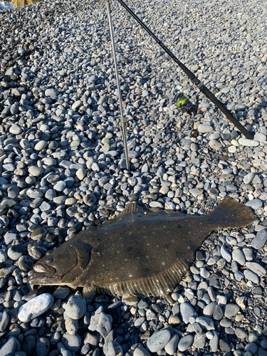 ヒラメの釣果