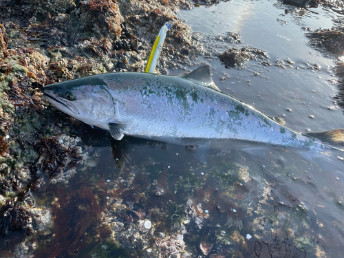 サクラマスの釣果