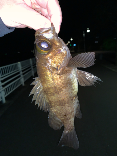 メバルの釣果