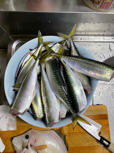 サバの釣果