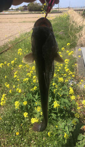 マナマズの釣果