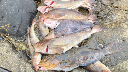 ホッケの釣果