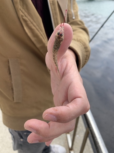 ハゼの釣果