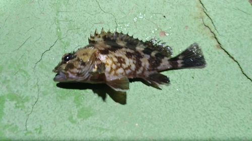 カサゴの釣果