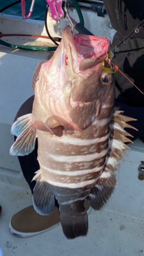 ハタの釣果