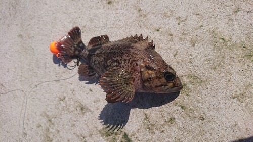 カサゴの釣果