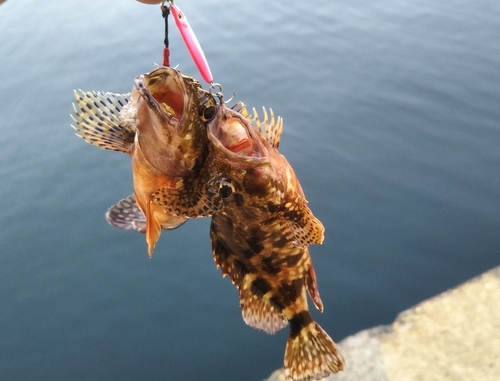 カサゴの釣果