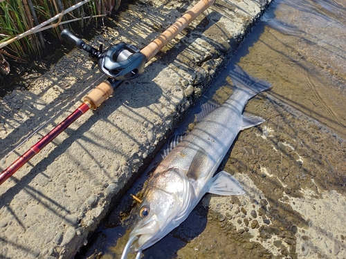 フッコ（マルスズキ）の釣果