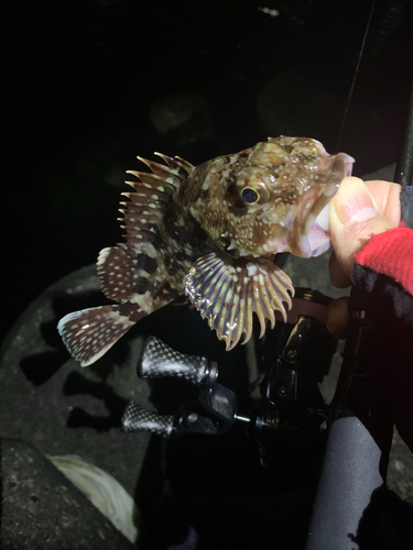 カサゴの釣果