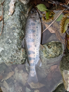 イワナの釣果