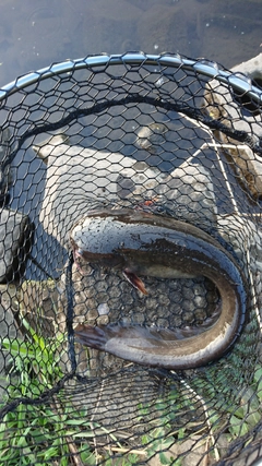 ナマズの釣果