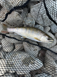 アマゴの釣果