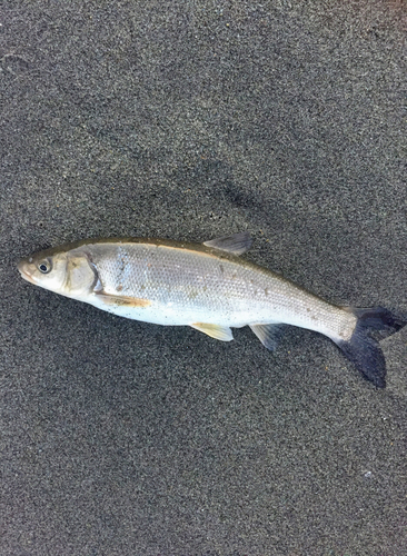 ウグイの釣果