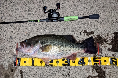 ブラックバスの釣果