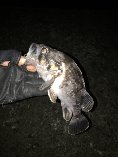 クロソイの釣果