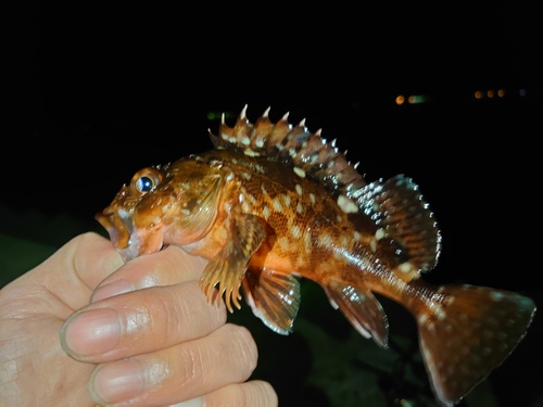 メバルの釣果