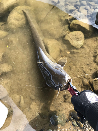 ニホンナマズの釣果