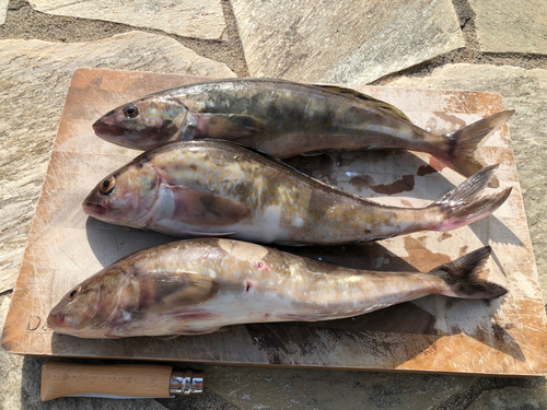 ホッケの釣果