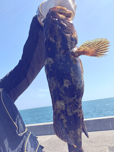 ベッコウゾイの釣果