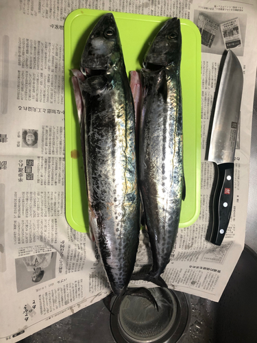 サゴシの釣果