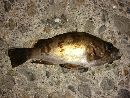 メバルの釣果