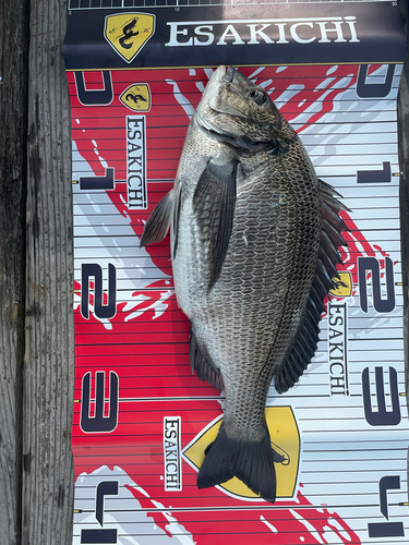 クロダイの釣果