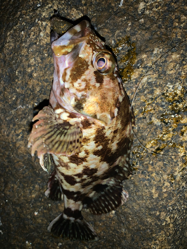 カサゴの釣果