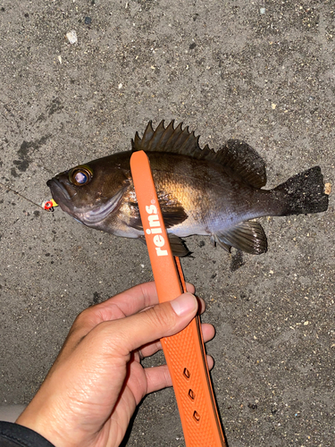 メバルの釣果