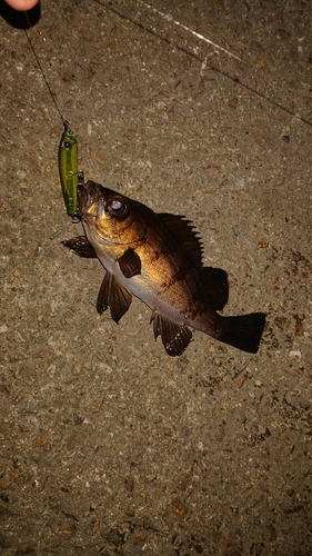 シロメバルの釣果