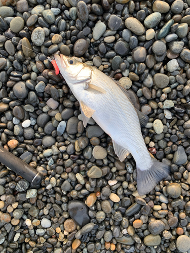 ヒラスズキの釣果