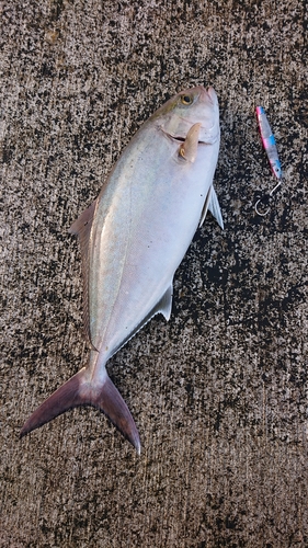 カンパチの釣果