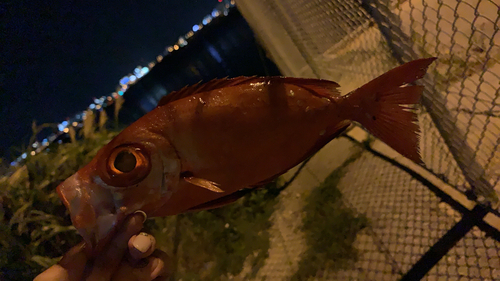 ホウセキキントキの釣果