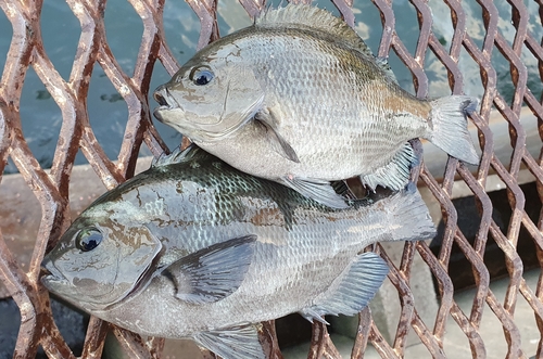 メジナの釣果