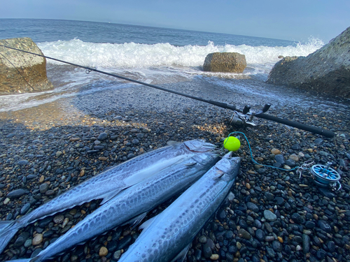 サゴシの釣果