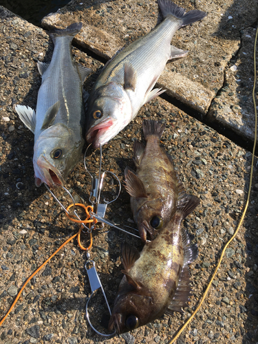 シーバスの釣果