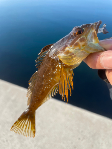 アナハゼの釣果